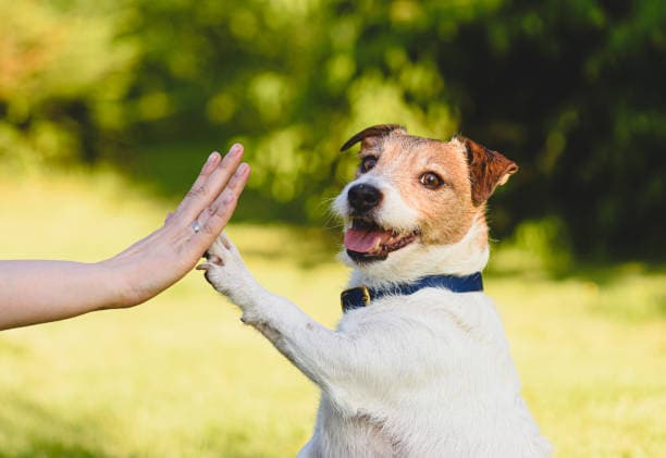Happy dog high five after training